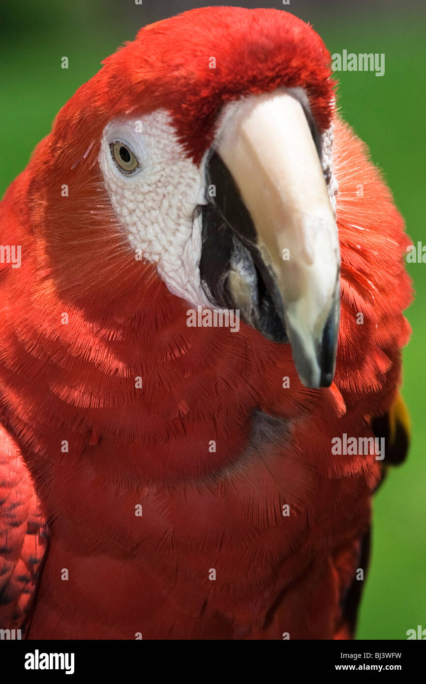 Macaw rosso. Foto Stock