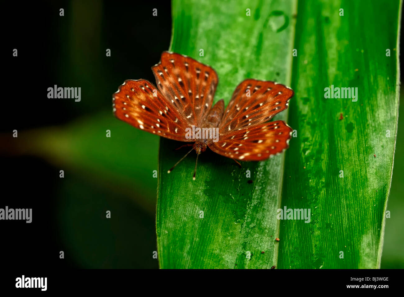 Insetti della giungla del Laos Foto Stock