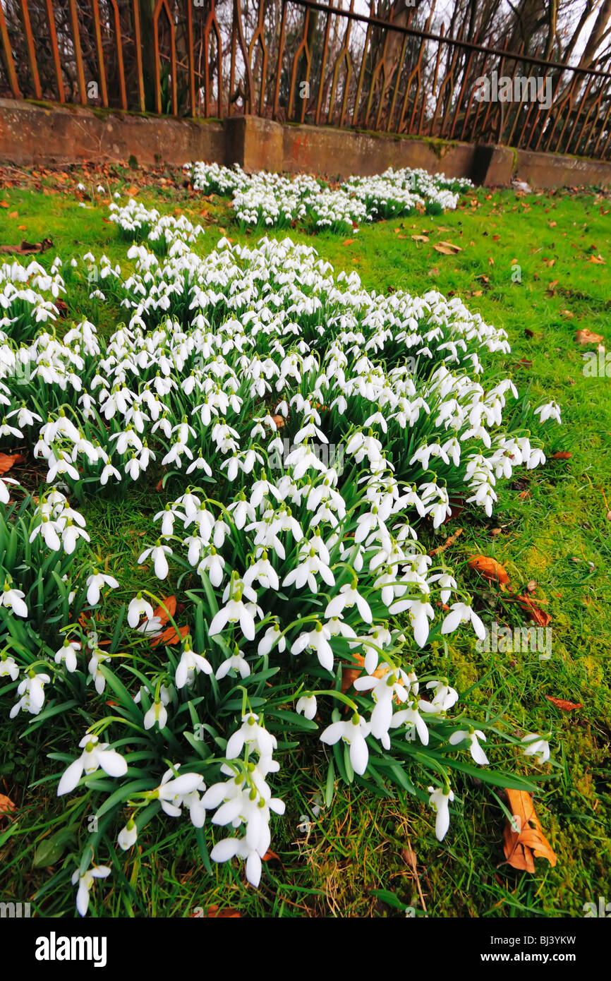 St leonards chiesa beoley worcestershire con bucaneve in fiore d'inverno. Foto Stock