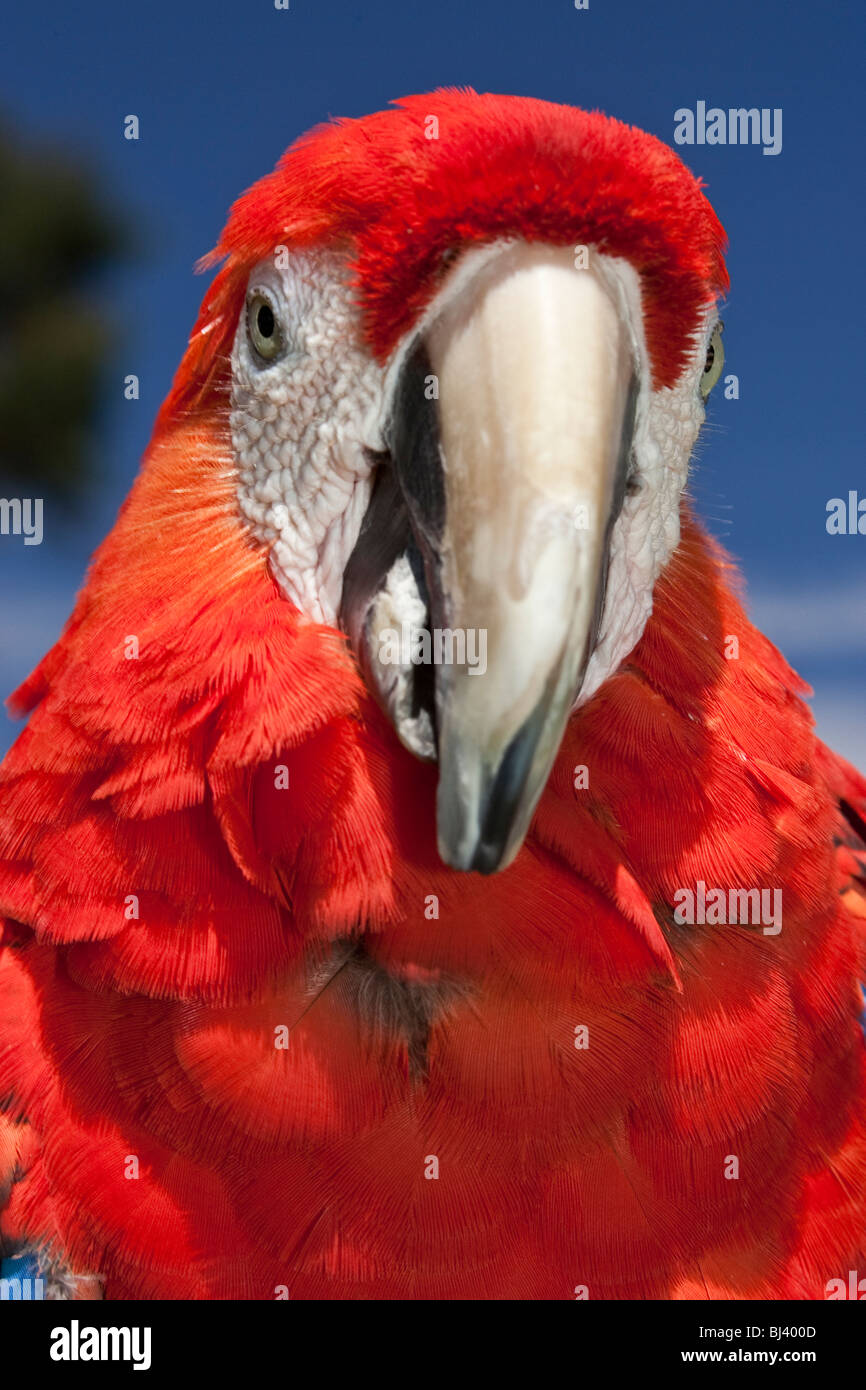 Macaw rosso. Foto Stock