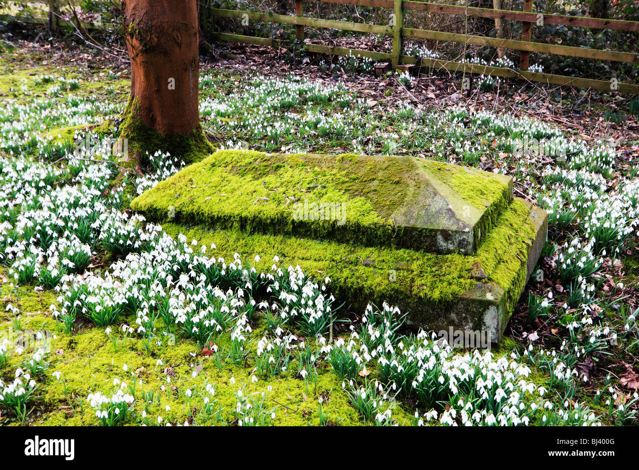 St leonards chiesa beoley worcestershire con bucaneve in fiore d'inverno. Foto Stock