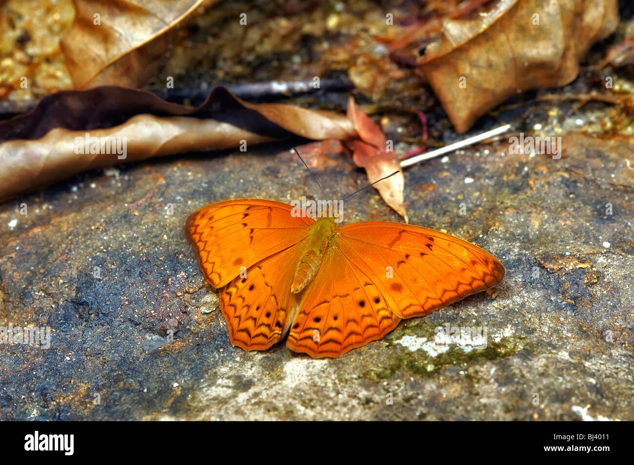 Farfalle giungle del Laos Nome comune: Comune YEOMAN (CIRROCHROA TYCHE ROTUNDATA) Family:Nymphalidae sottofamiglia:Heliconiinae Foto Stock