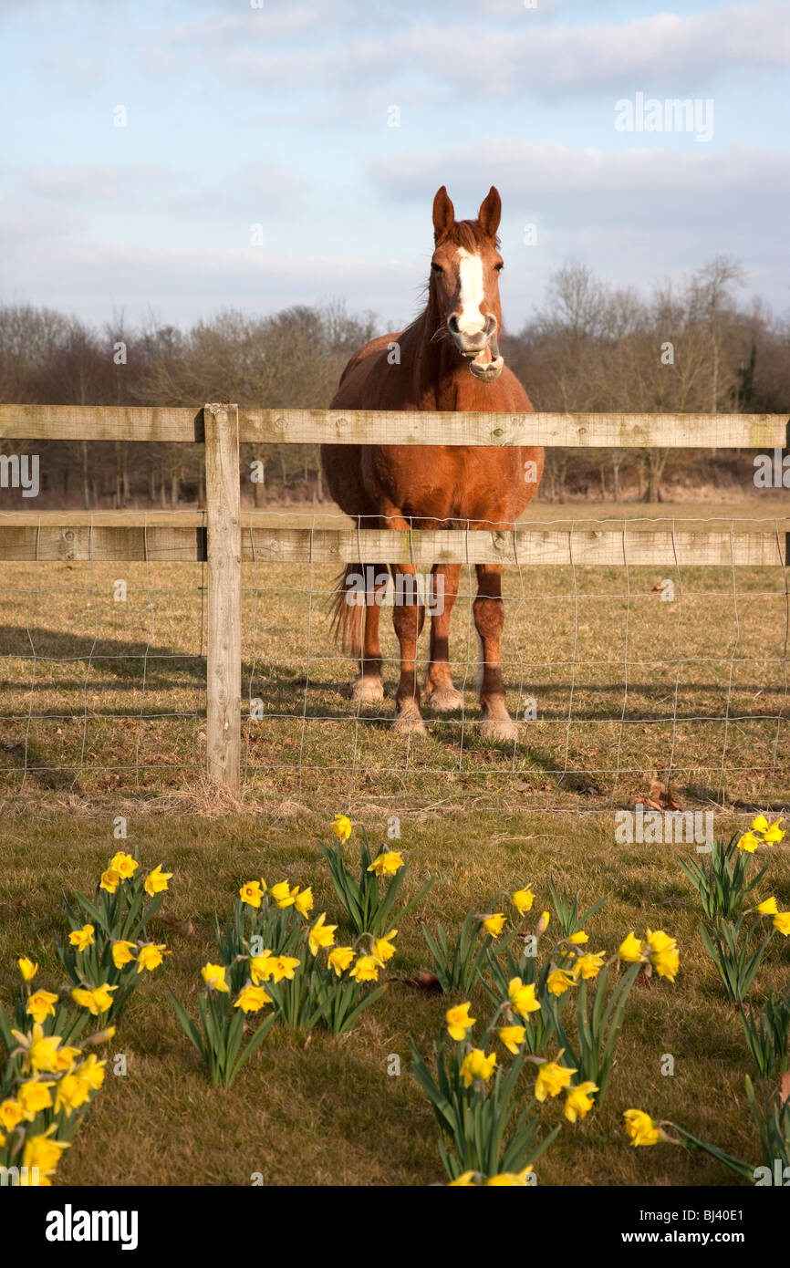 Cavallo e narcisi Blarney Castle motivi dell' Irlanda Foto Stock