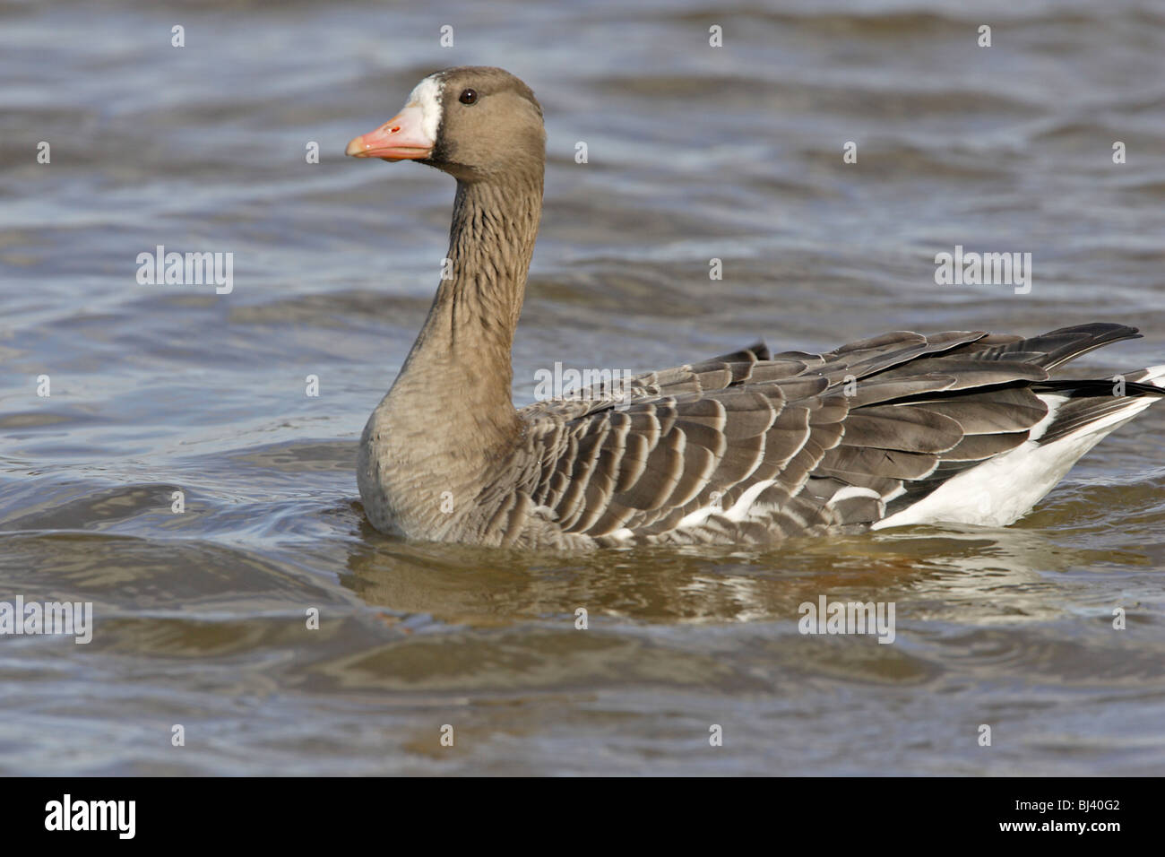 Wild maggiore bianco-fronteggiata Goose nuoto Foto Stock