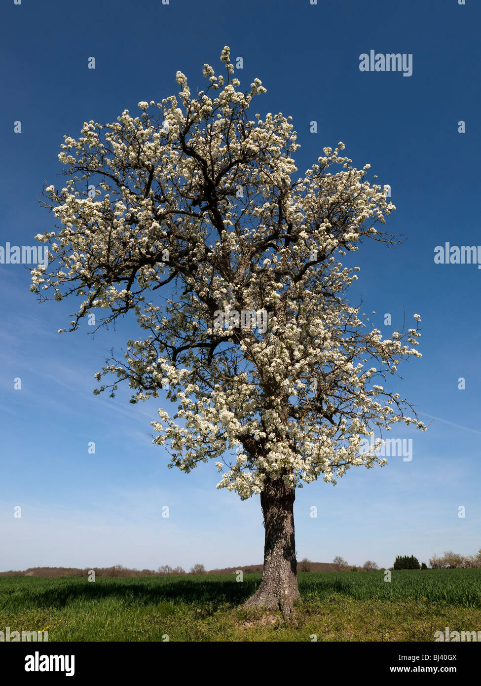 Fioritura Prunus / susino - sud-Touraine, Francia. Foto Stock