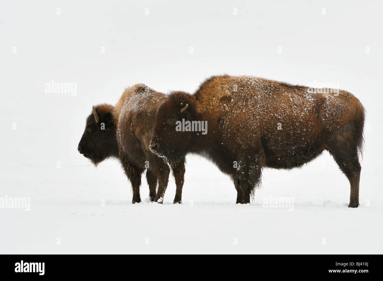 Bisonti americani (Bison bison) in inverno Foto Stock