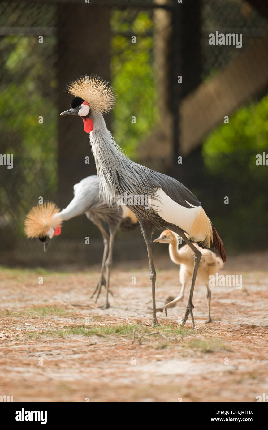 East African coronata gru raccogliere cibo con i loro piccoli. Foto Stock