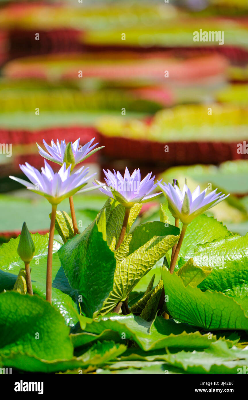 Waterlilies (Nymphaea colorata) Foto Stock