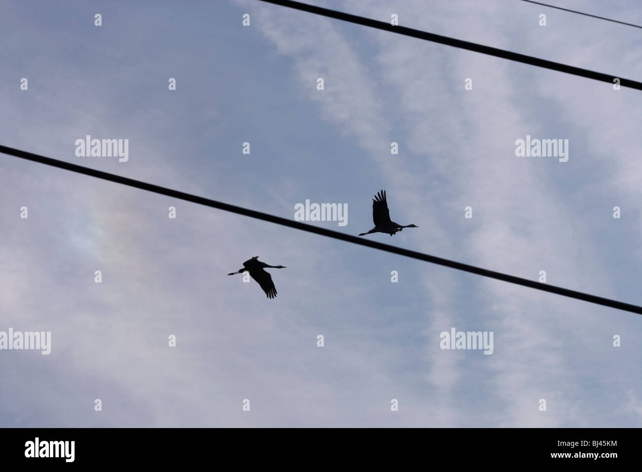 Gru comune (grus grus). Coppia sorvolo dei fili e dei cavi contro un aereo vapore cielo trainato. Waxham, Norfolk. Settembre. Foto Stock