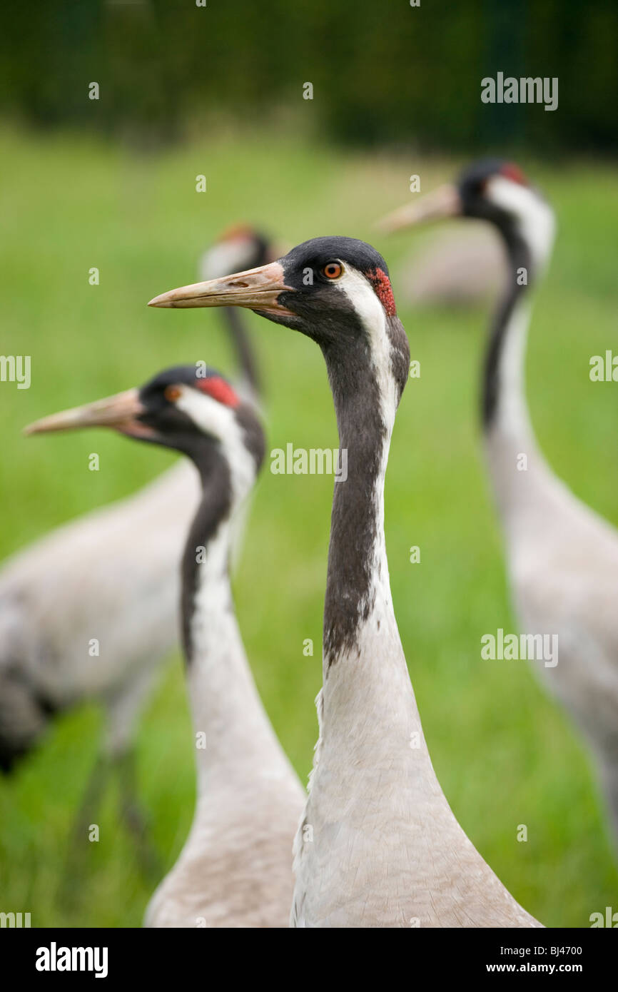 Comune, europea o gru eurasiatica (grus grus). Foto Stock