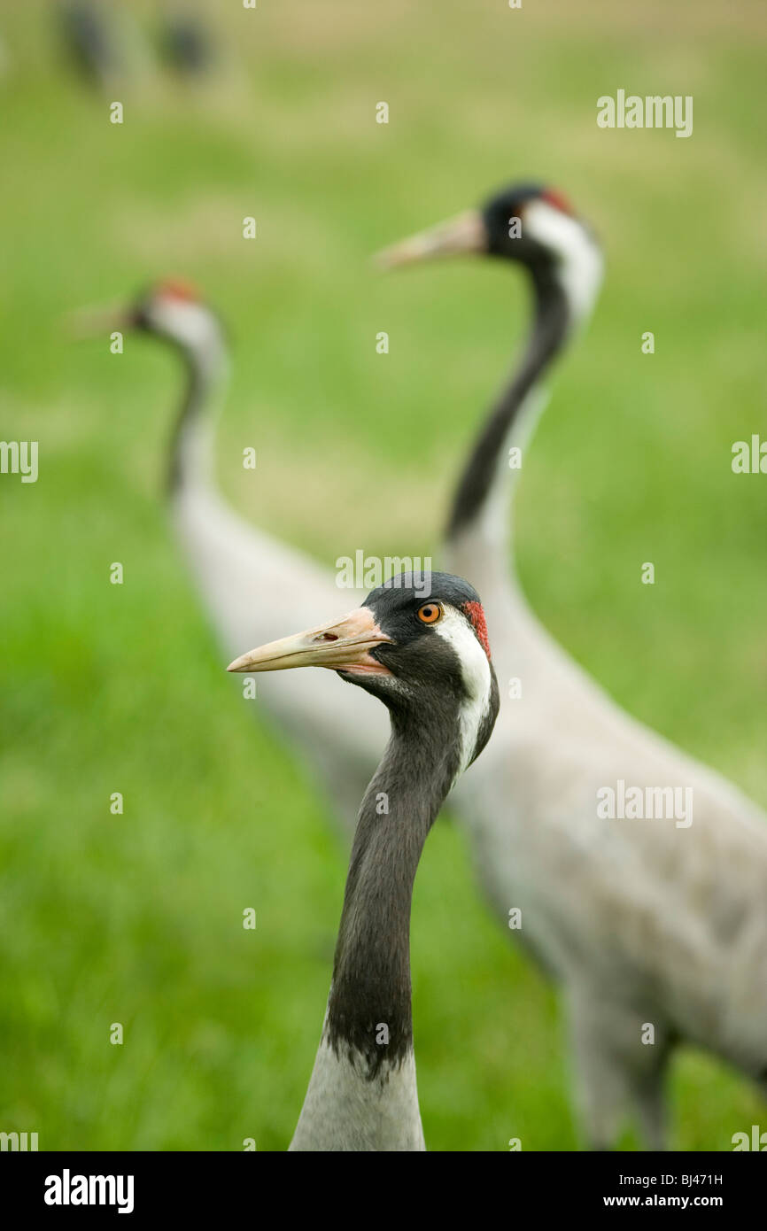 Comune, europea o gru eurasiatica (grus grus). Foto Stock