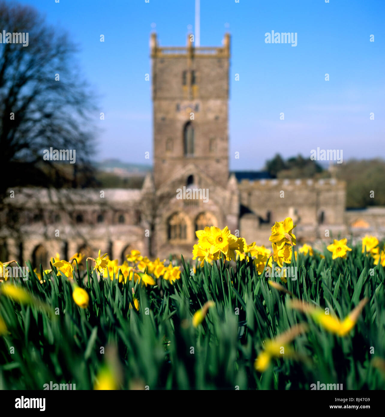 Daffodils in fiore in primavera a Pasqua nel giardino nella soleggiata giornata cielo blu fuori alla Cattedrale di St Davids a Pembrokeshire Galles occidentale UK KATHY DEWITT Foto Stock