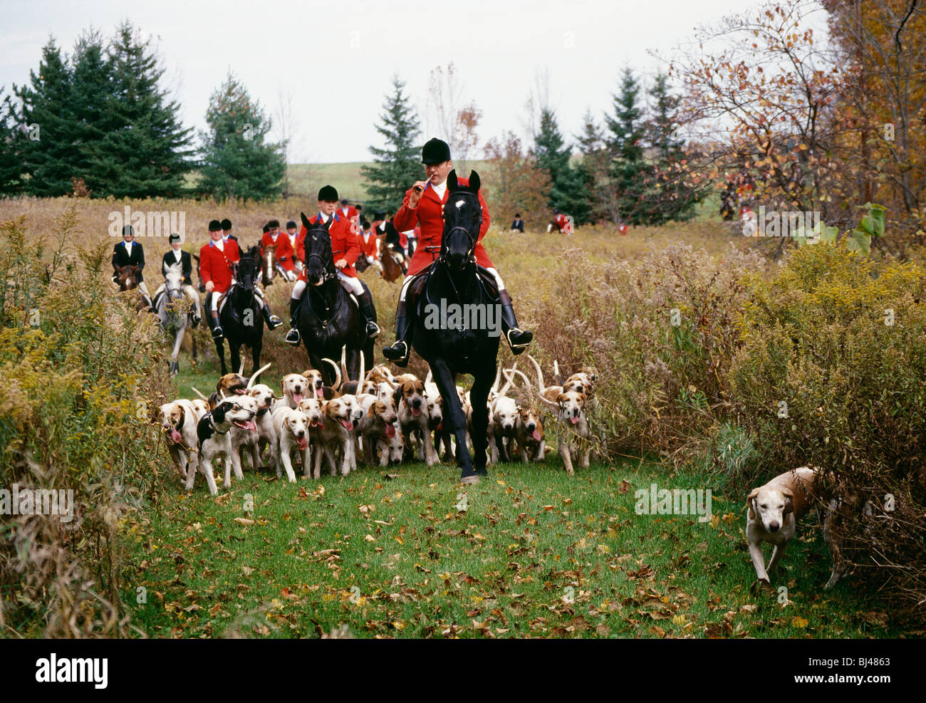 Fox Hunt in Canada, Ontario, Caledon, cacciatori sui cavalli con i cani per Fox Hunt Foto Stock