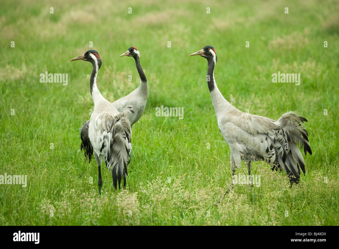 Comune, europea o gru eurasiatica (grus grus). Trio; ma una coppia confermando la ri-creazione. Foto Stock