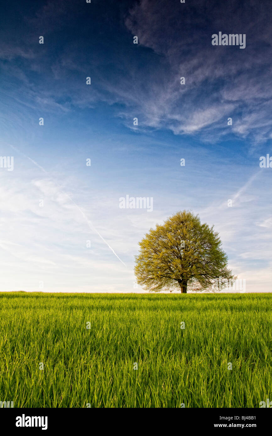 Cornfield, tiglio, Ueberlingen, Baden-Wuerttemberg, Germania, Europa Foto Stock