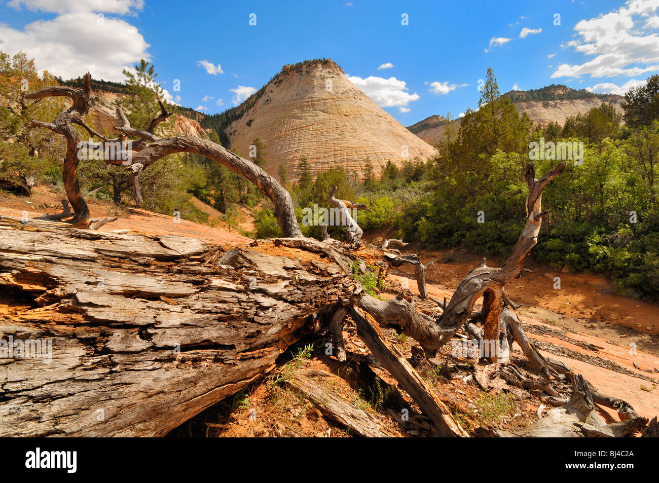 La Checkerboard Mesa visto dal Belvedere del Parco Nazionale di Zion, Utah, Stati Uniti d'America Foto Stock