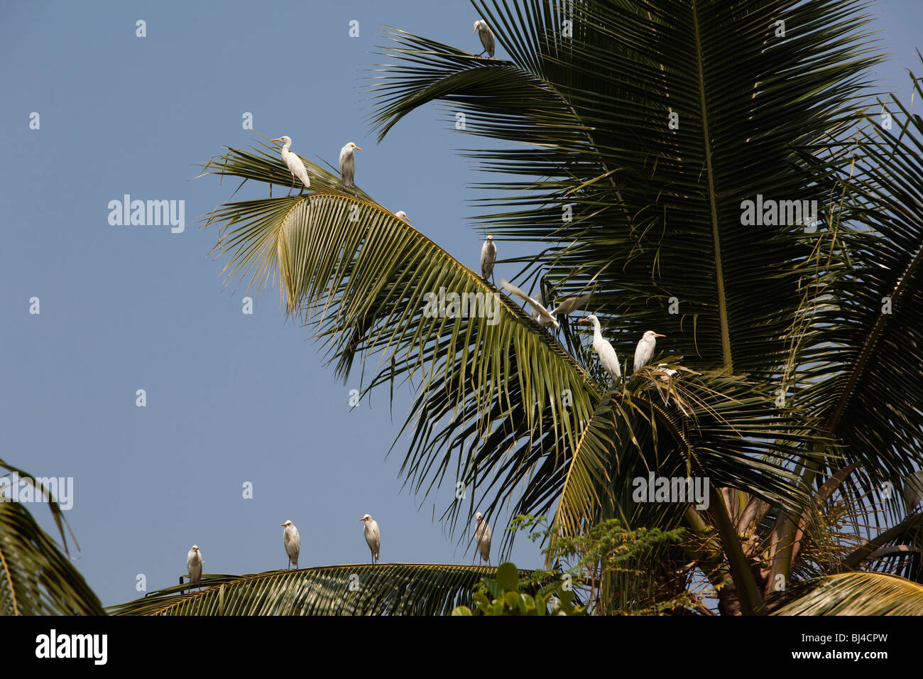 India Kerala, Alappuzha, Chennamkary, lagune, bianco grande garzette sono ' appollaiati sulle palme di cocco fronde Foto Stock