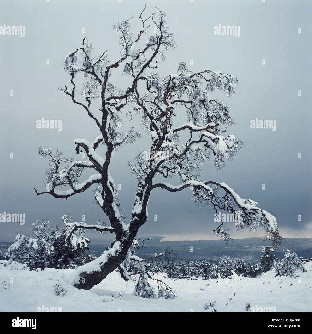 Argento betulla Betula pendula, coperte di neve profonda coperta Foto Stock