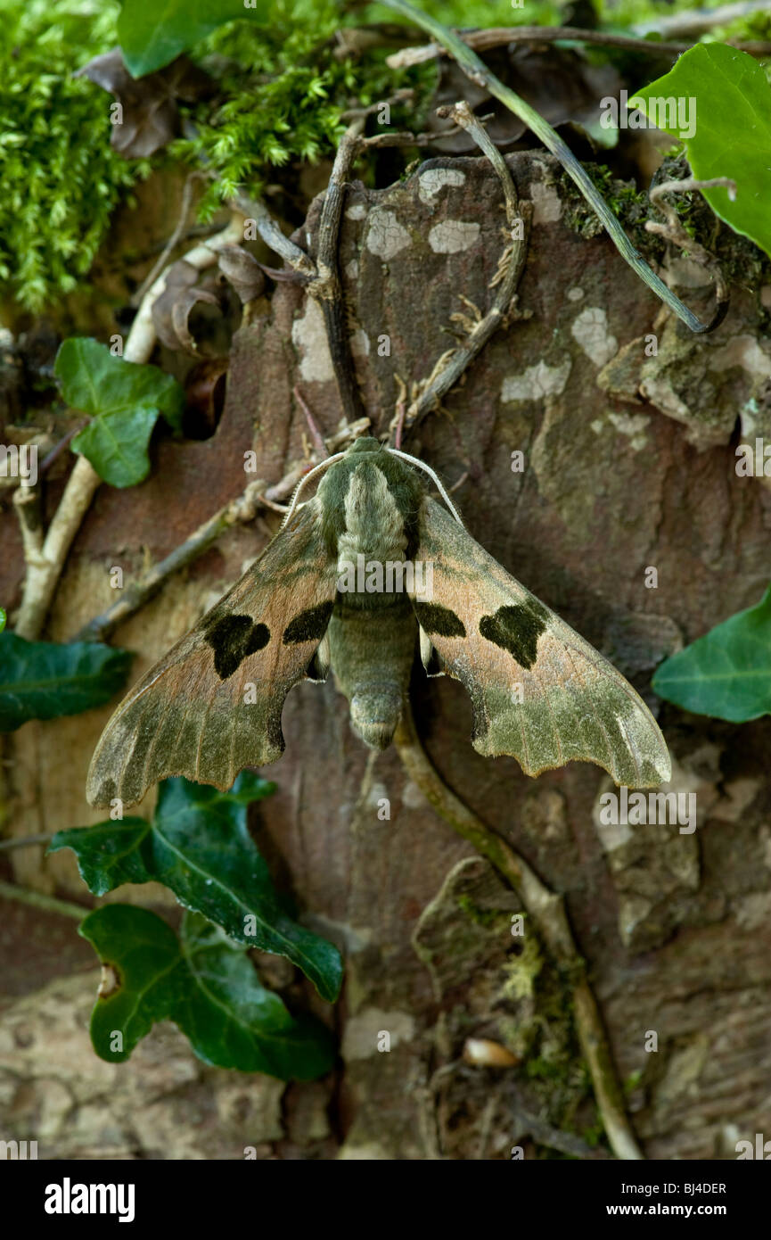 Lime hawk moth, Mimas tiliae Foto Stock