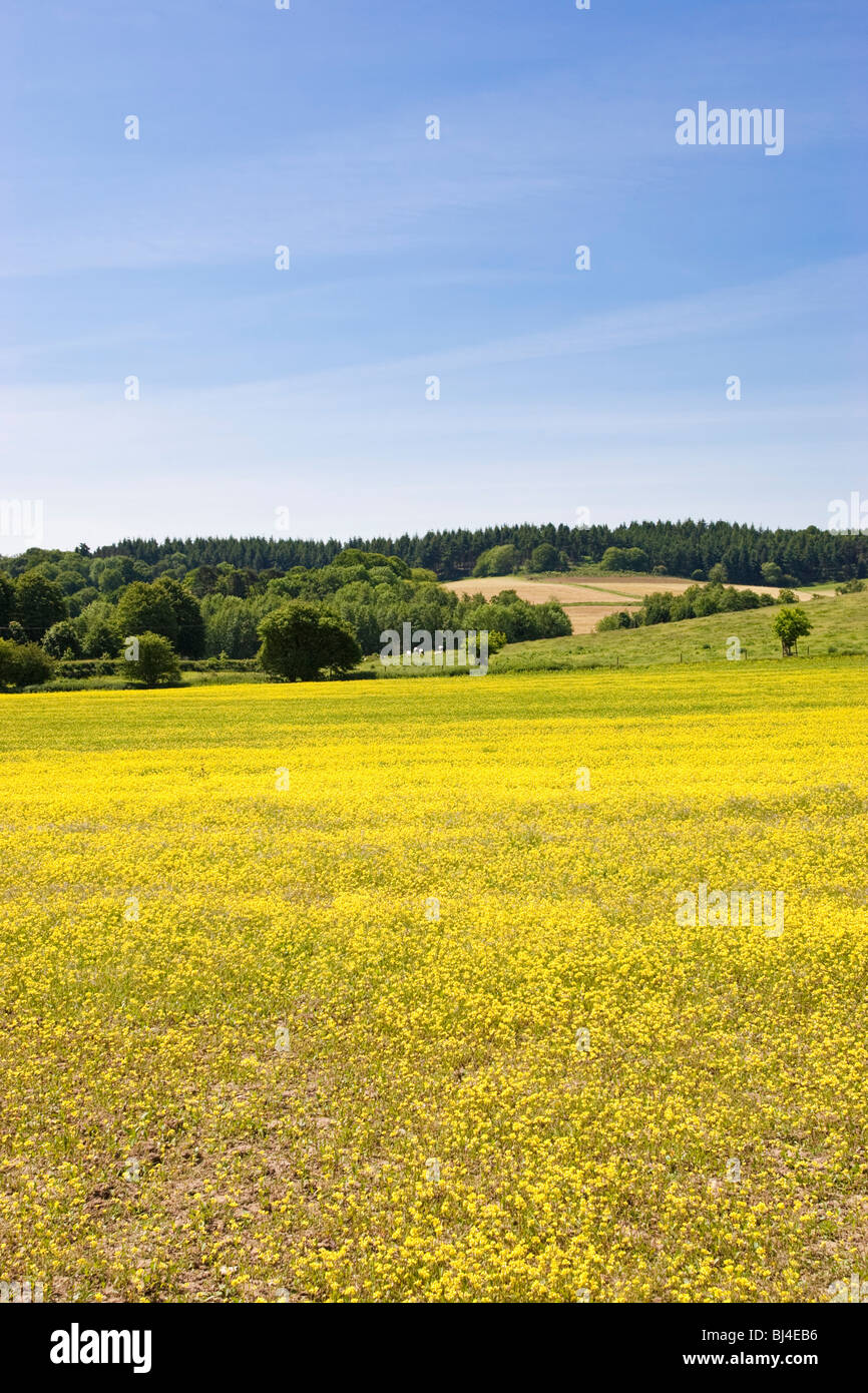 Paesaggio, Regno Unito - Renoncules in un campo nei pressi di Albury Surrey in Inghilterra REGNO UNITO Foto Stock