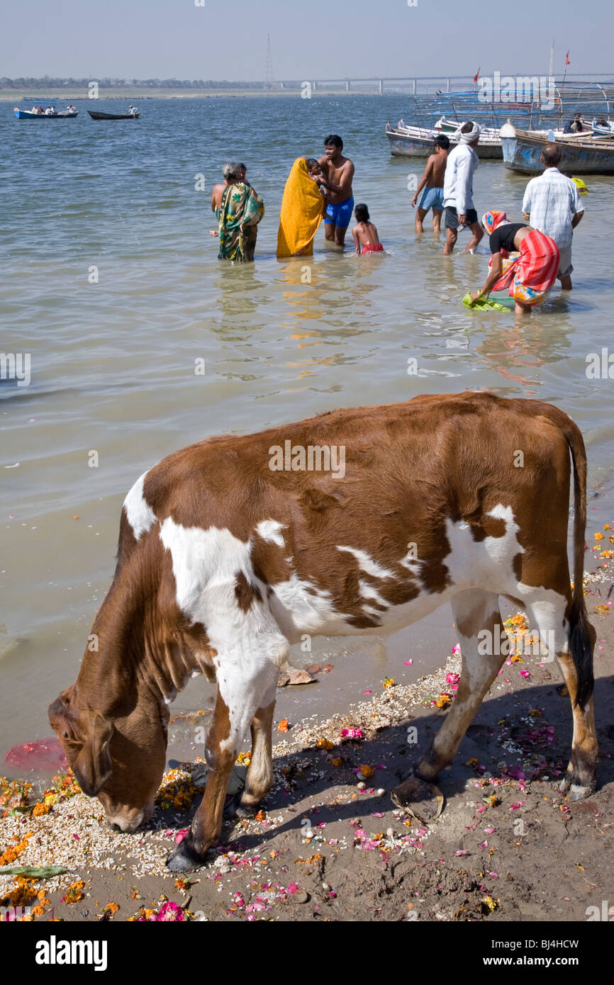 Vacca e pellegrini indù la balneazione nel fiume Gange. Sangam (la confluenza del Gange e Yamuna fiumi). Di Allahabad. India Foto Stock
