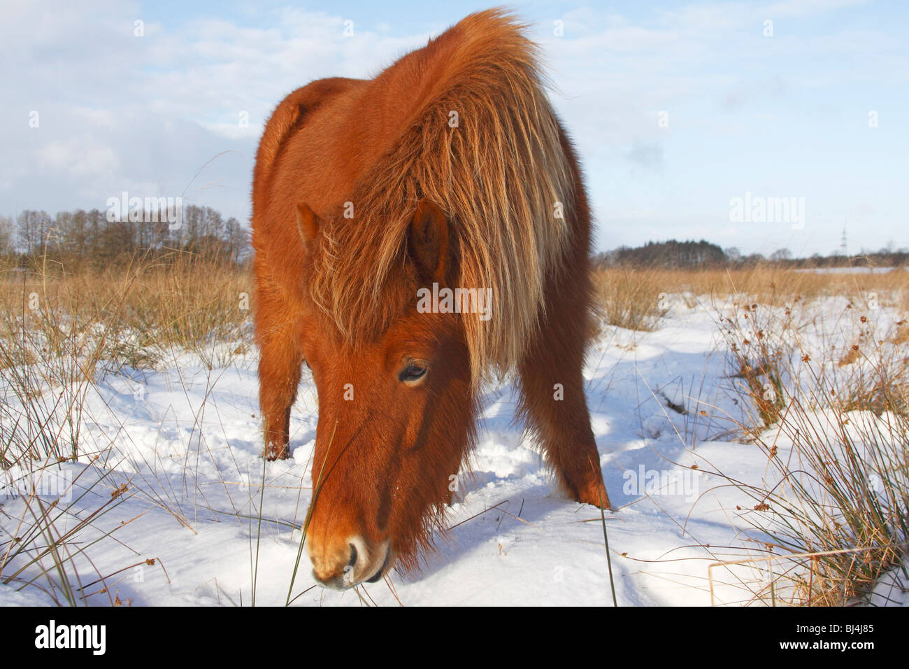 Islandese di cavallo, pony islandese (Equus przewalskii f. caballus) rovistando in inverno nella neve Foto Stock