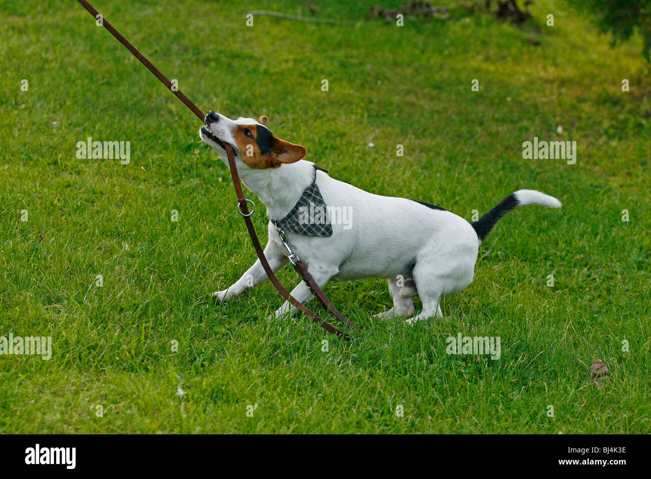 Jack Russell Terrier giocando rimorchiatore di guerra Foto Stock