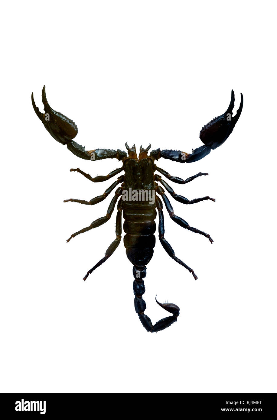 Scorpione silhouette isolato con percorso di clipping su sfondo bianco Foto Stock