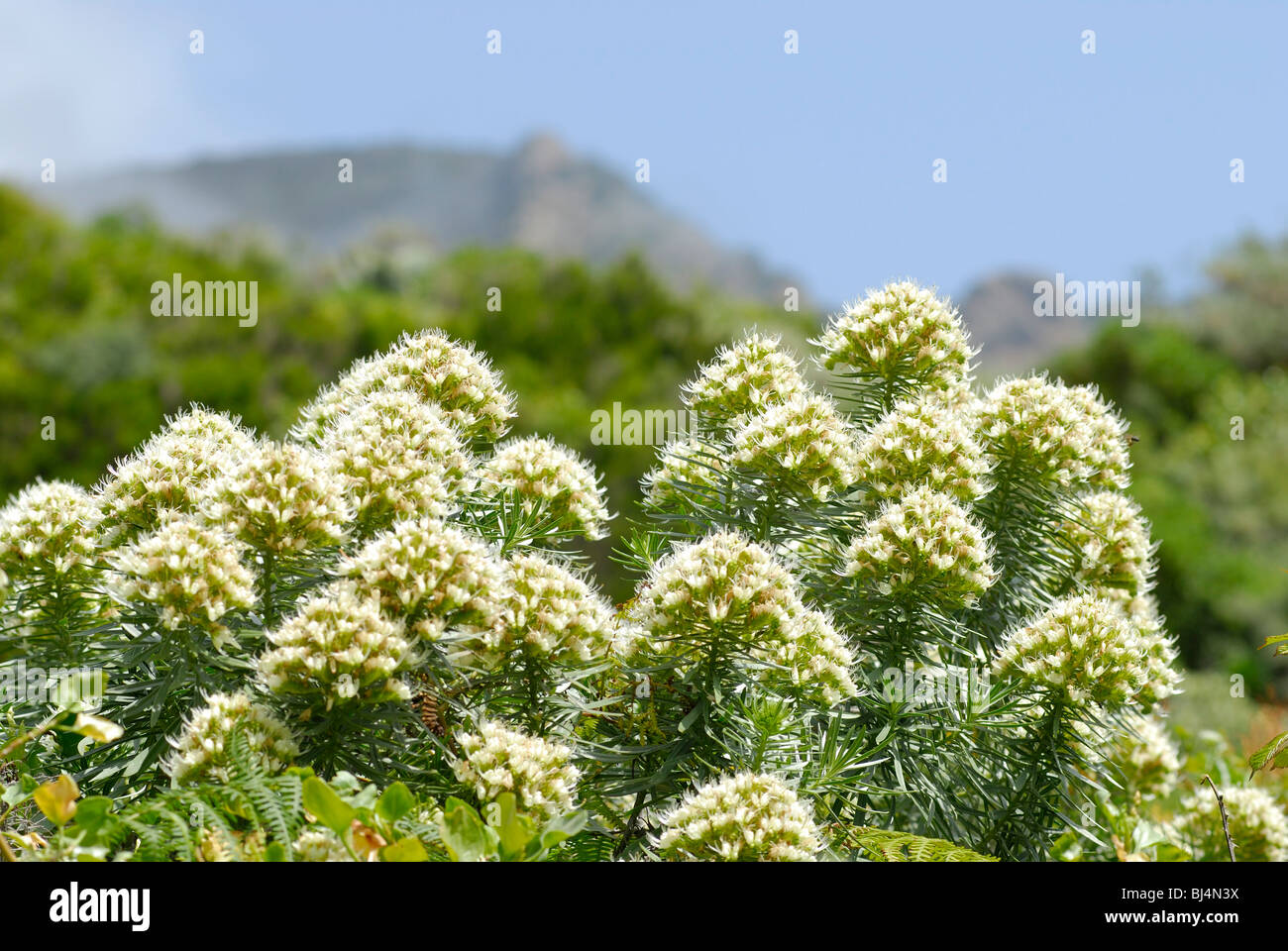 Spanien, Kanarische isole, Teneriffa Anaga Gebirge, blühende Pflanze | Spagna Isole Canarie Tenerife Anaga Hills, fiore Foto Stock