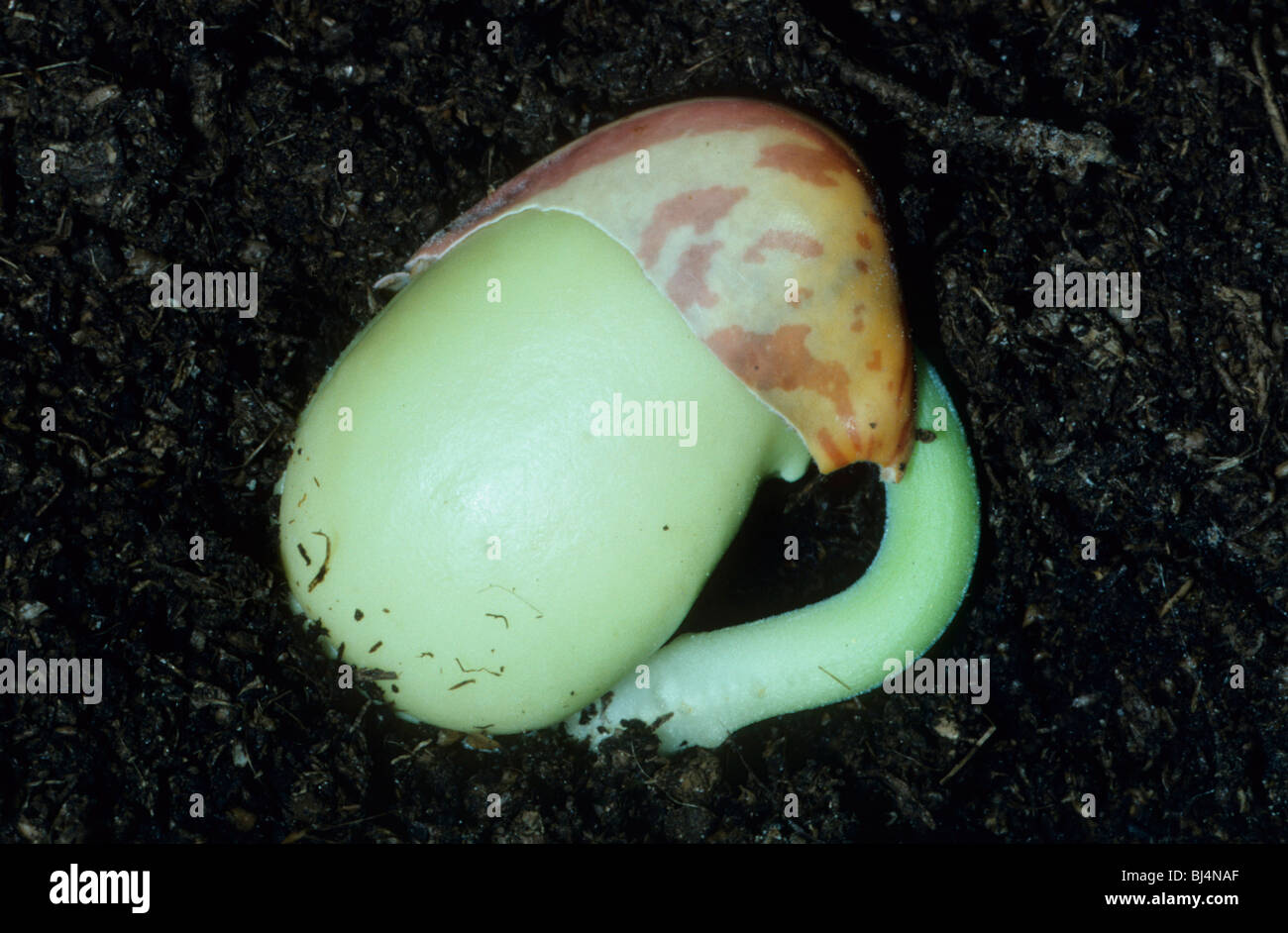 Fava (Vicia faba) cominciando a germogliare Foto Stock