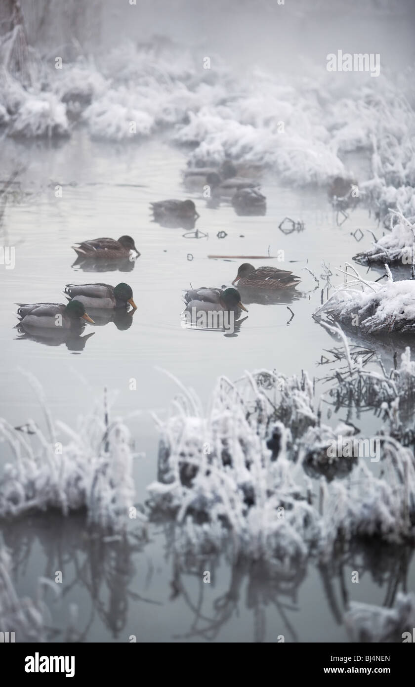 Anatre al lago d'inverno. Tempo fresco e acqua calda. Foto Stock