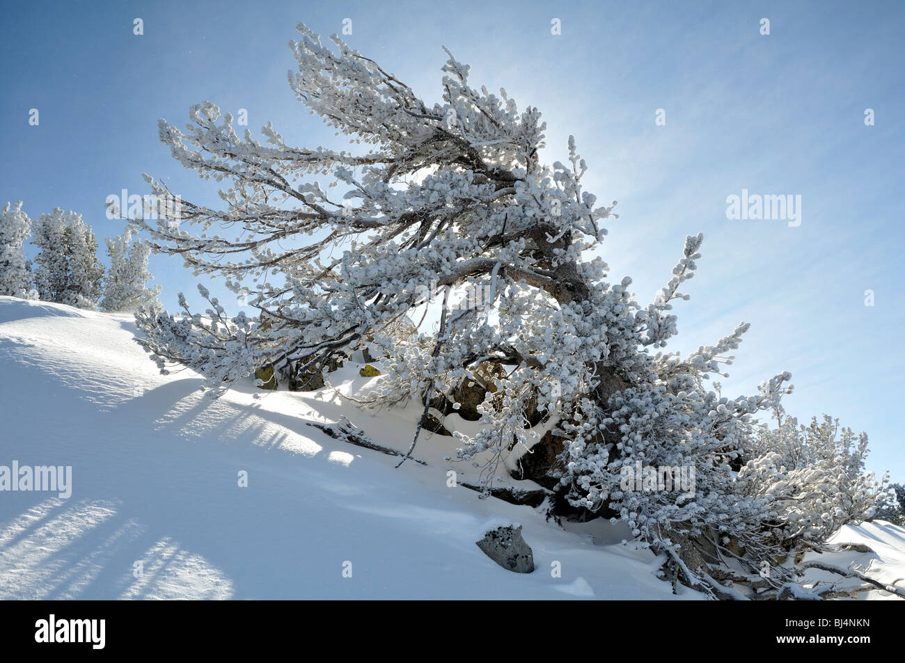 Dopo la tempesta. Un carico di neve albero un giorno dopo una forte tempesta nella zona del lago Tahoe della Sierra Nevada in California Foto Stock