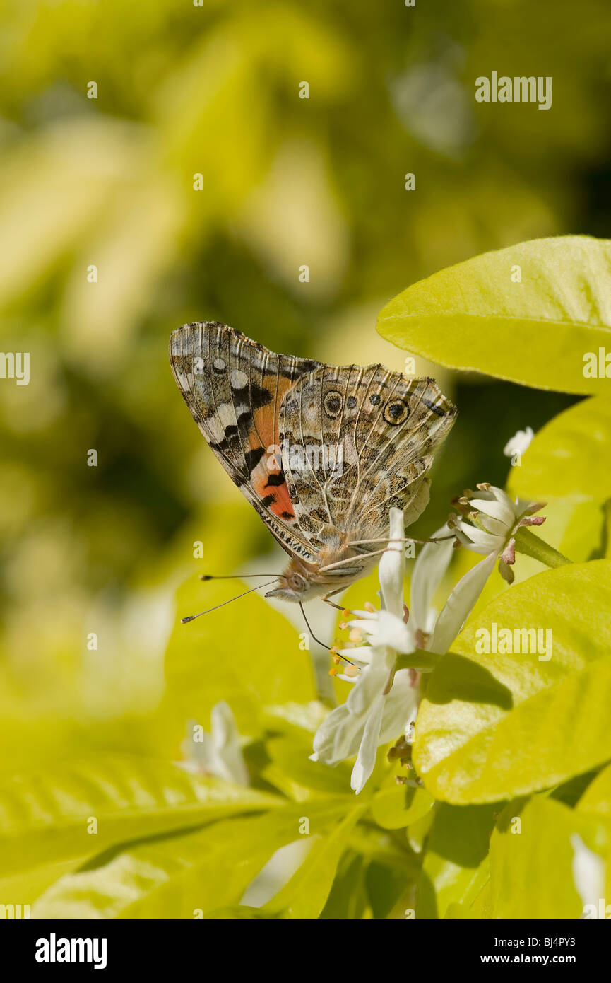 Dipinto di migranti lady alimentazione su giallo messicano lasciava di fiori d'arancio, Choisya sp. Nel mese di maggio Foto Stock