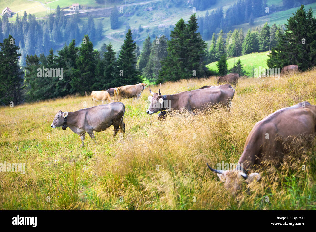 Paesaggio delle Alpi con vacche su un campo. Foto Stock
