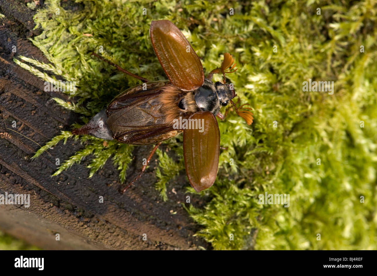 Cockchafer o può bug, Melolontha melolontha, attorno al decollo Foto Stock