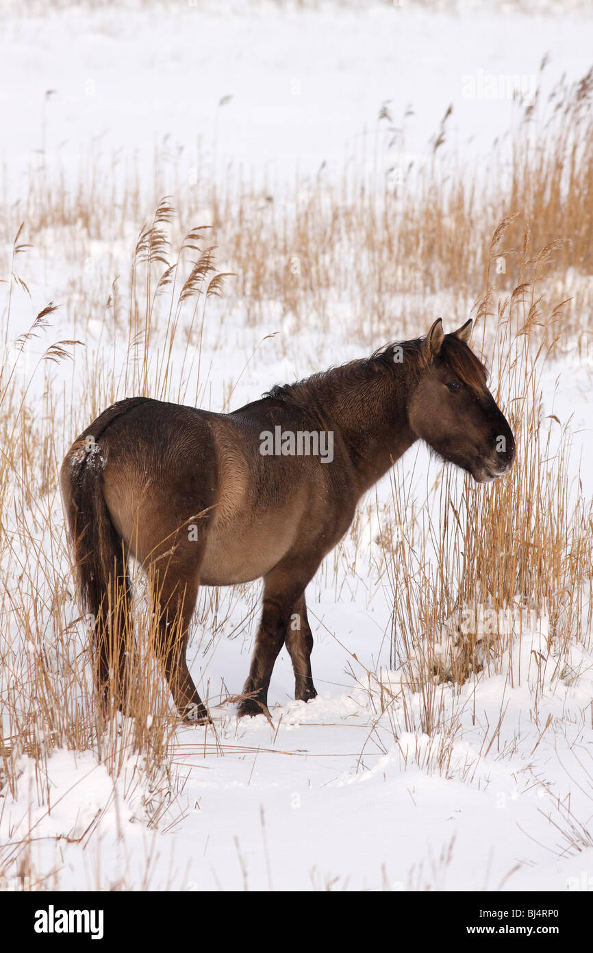 Konik o Polacco cavallo primitivo (Equus przewalskii f. caballus) in inverno nella neve Foto Stock