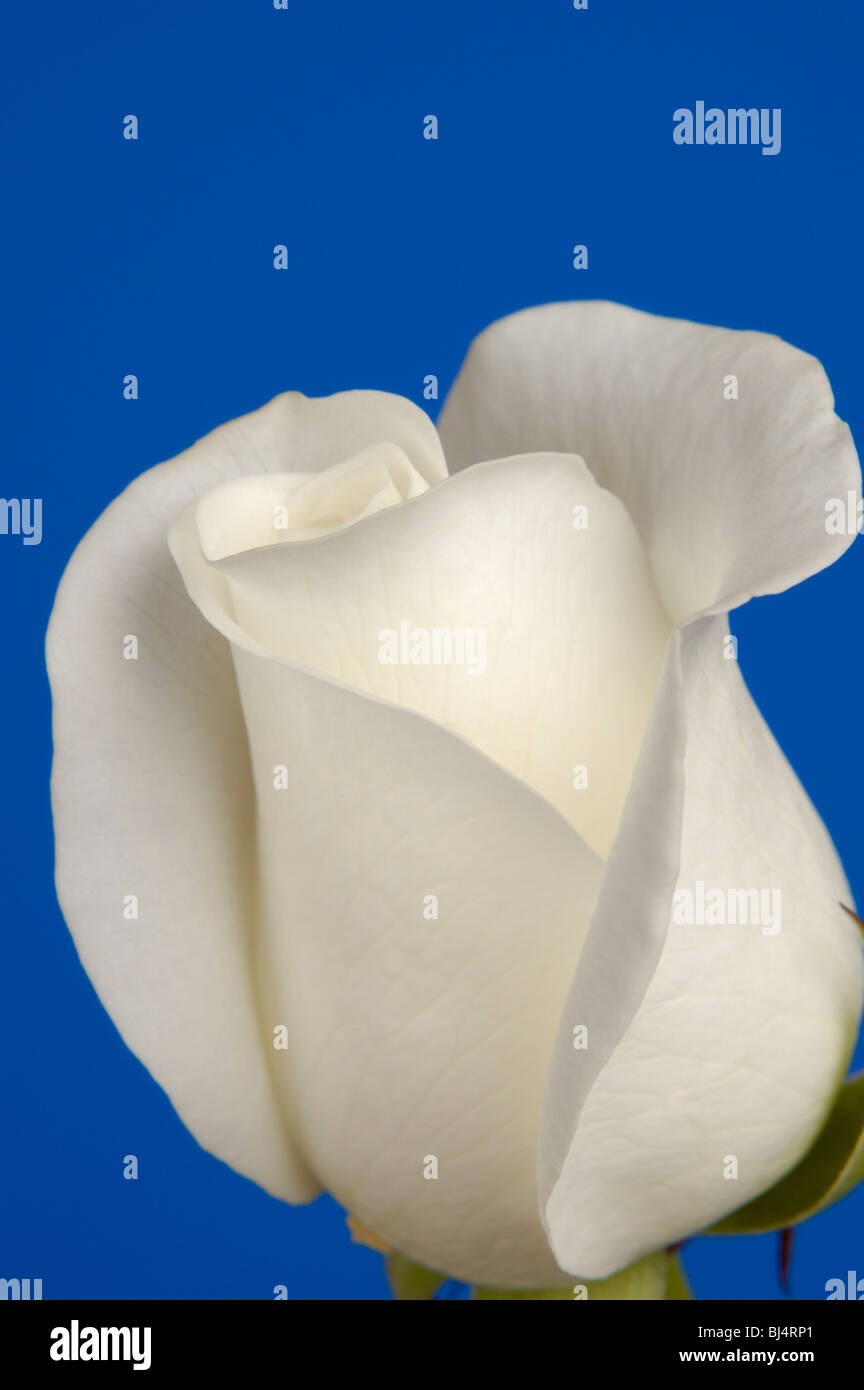Bella rosa bianca closeup silhouette isolato su sfondo blu Foto Stock