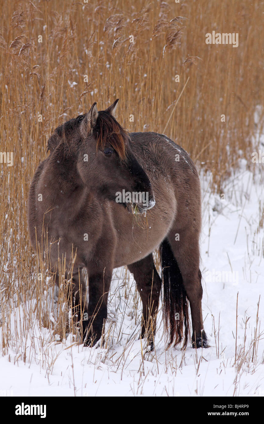 Konik o Polacco cavallo primitivo (Equus przewalskii f. caballus) in inverno nella neve Foto Stock