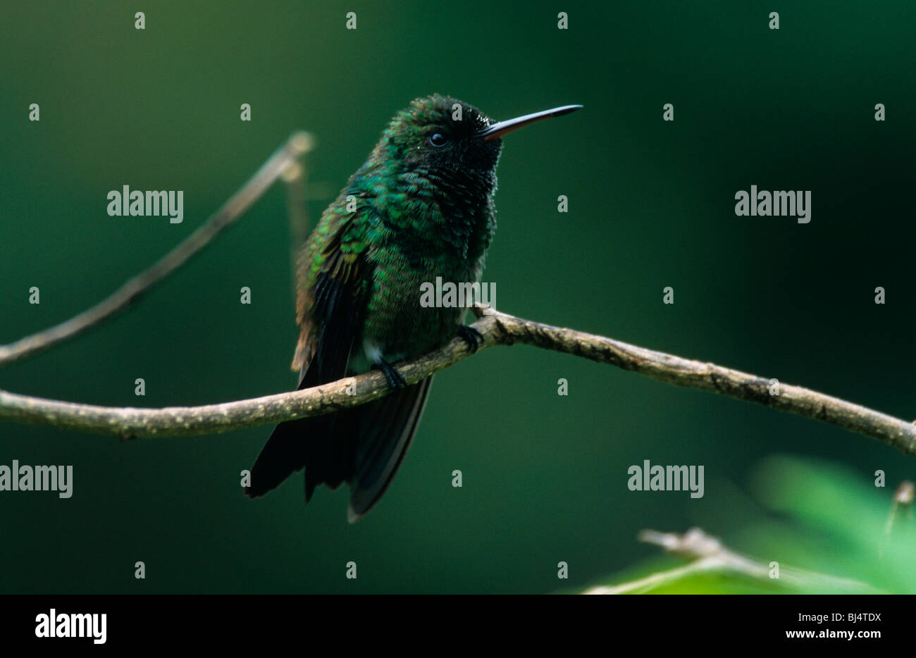 Rame-rumped Hummingbird (Amazilia tobaci) arroccato su ramoscello, close-up, Tobago Foto Stock