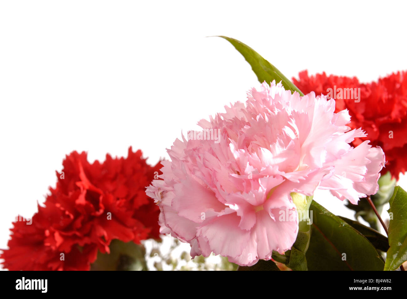 Tre garofani isolato su bianco. Biglietto di auguri sfondo Foto Stock