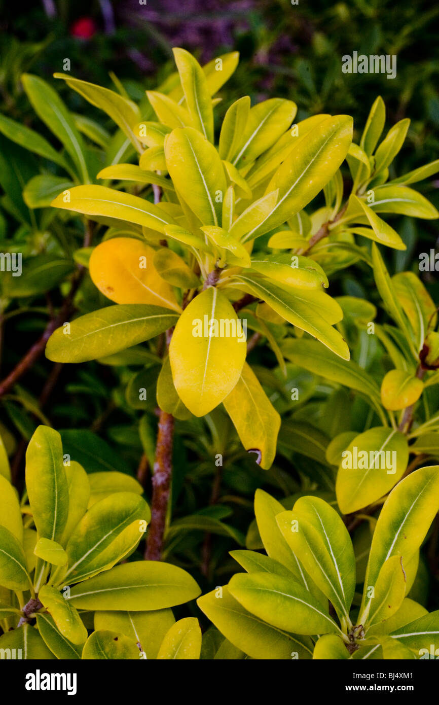 Foglie di giallo di piante di pittosporum in California indicano la  presenza di clorosi, una condizione in cui le foglie diventano gialle Foto  stock - Alamy