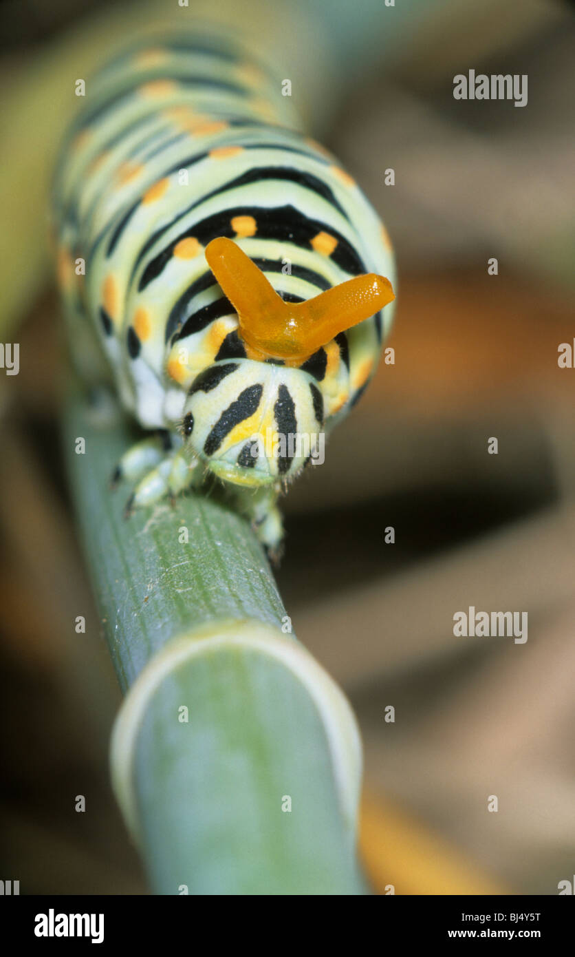 A coda di rondine comune (Papilio machaon), larva nella visualizzazione difensivo, profumo premistoppa (Osmeterium) Foto Stock