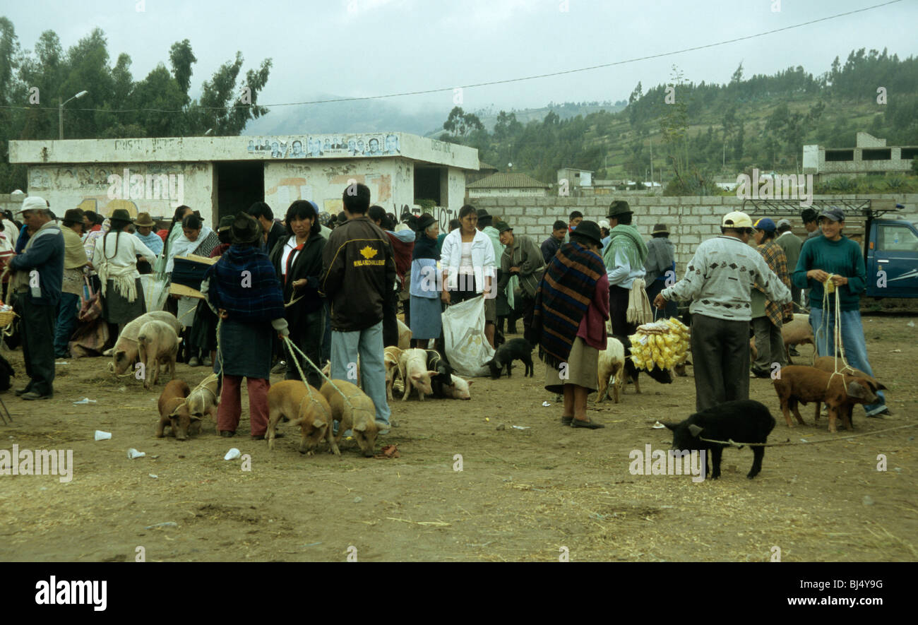 I suini in animali nel mercato Saquisili, Ecuador Foto Stock