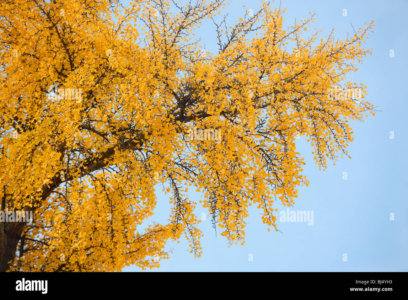 Foglie di giallo su estratti di Gingko biloba tree con sky in background. Foto Stock