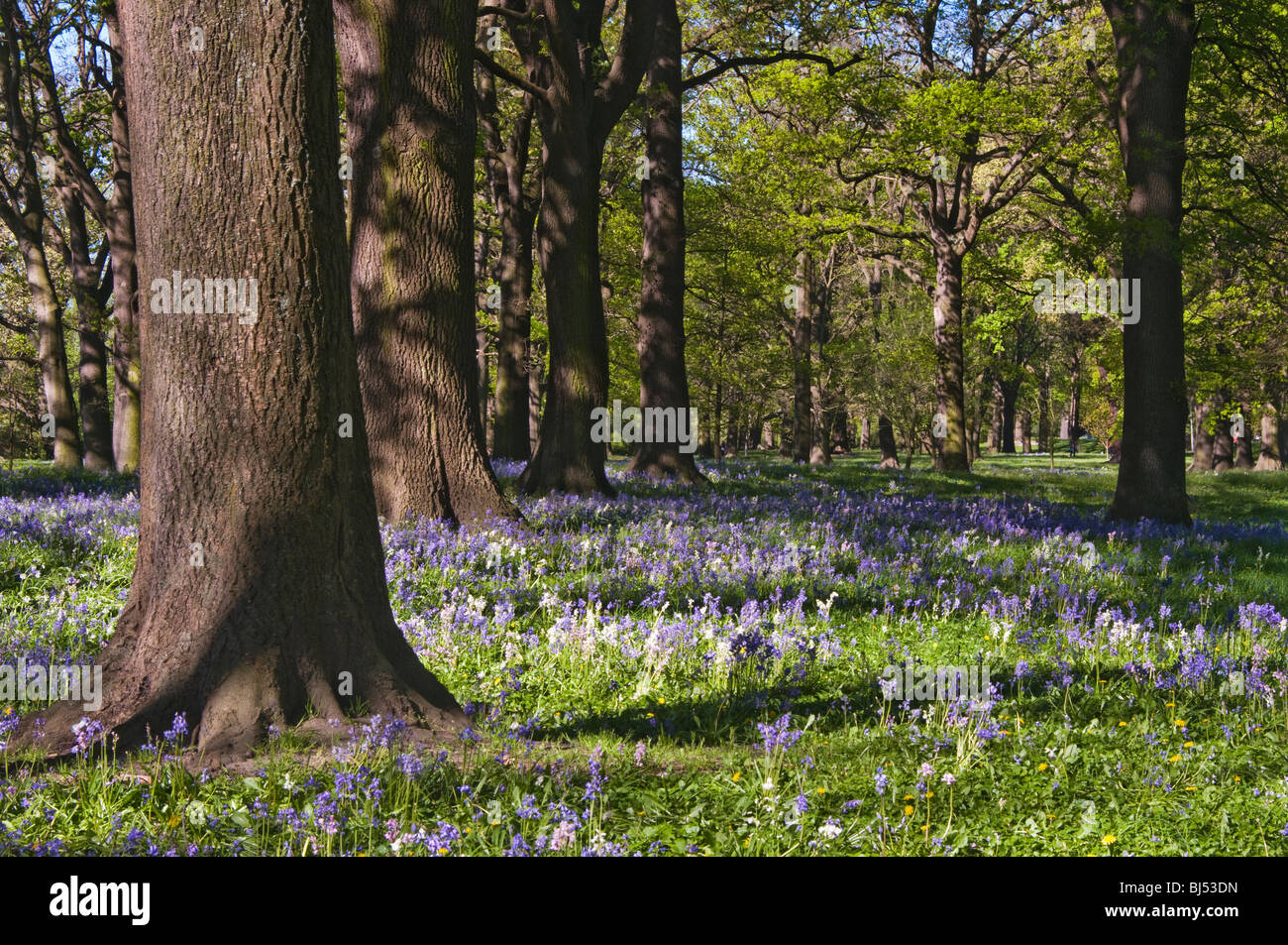 Bluebells Flowering sotto un baldacchino di alberi in un parco impostazione, Christchurch, Nuova Zelanda Foto Stock