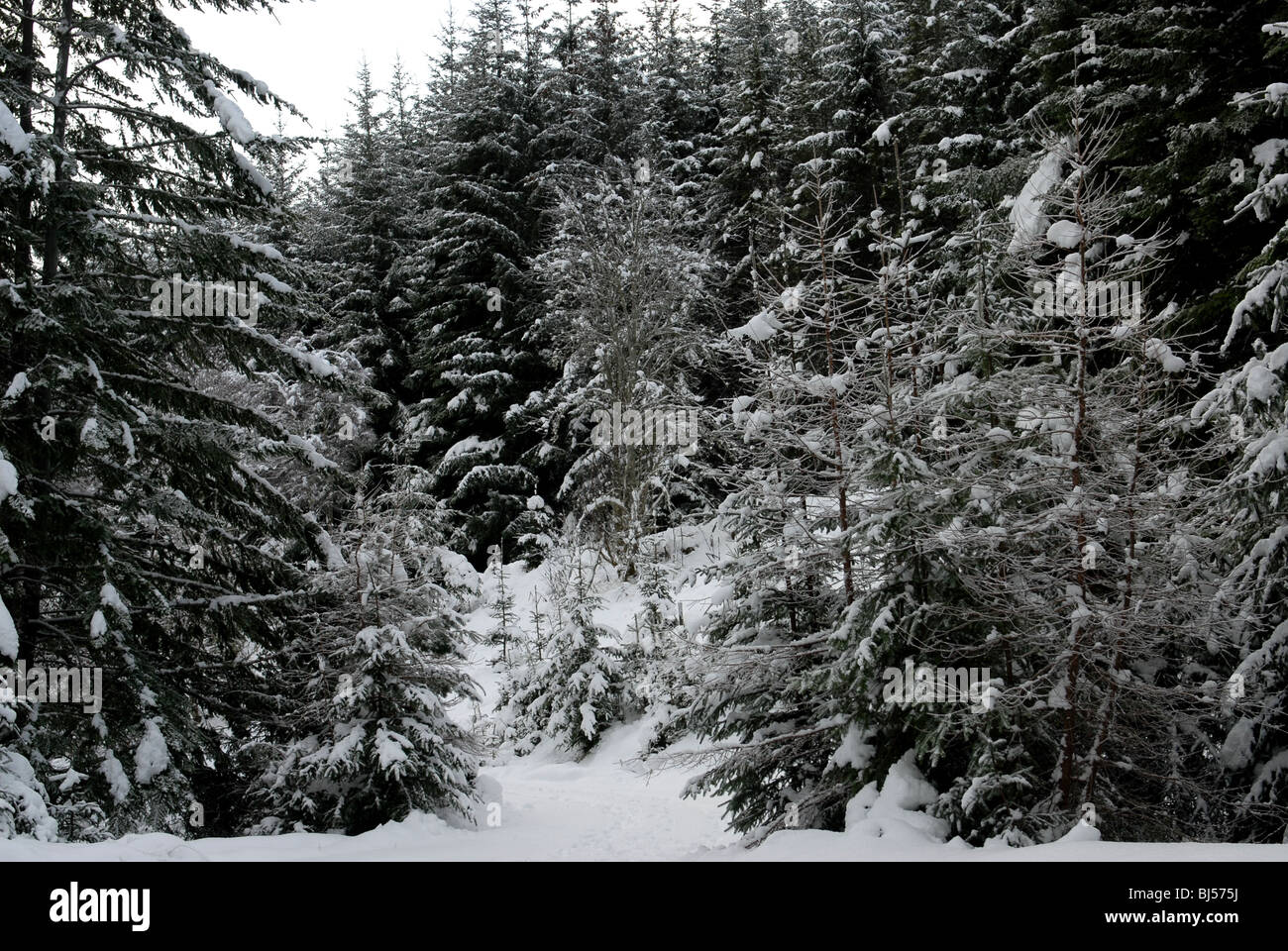 La neve si aggrappa ai rami di alberi di conifere in Ben Newe piantagione nei pressi Strathdon Aberdeenshire in Scozia Foto Stock