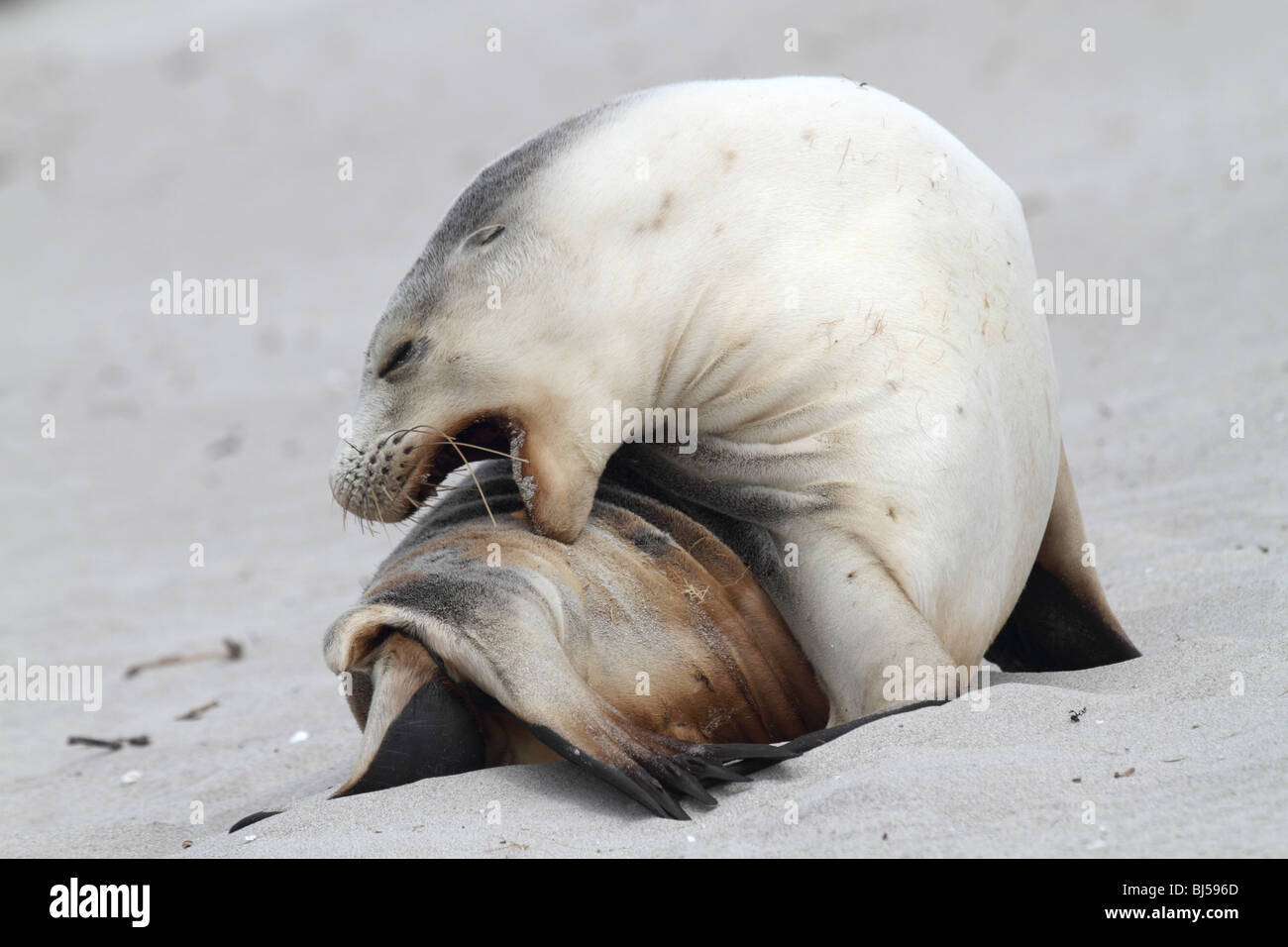 Australian sea lion graffiare indietro Foto Stock