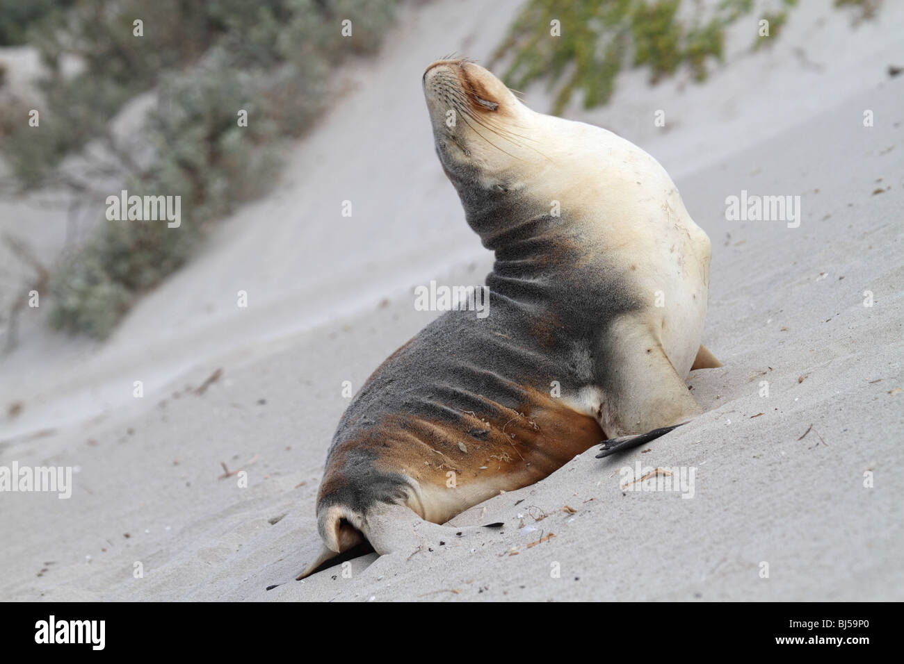 Australian leone di mare sulla spiaggia con la schiena arcuata Foto Stock