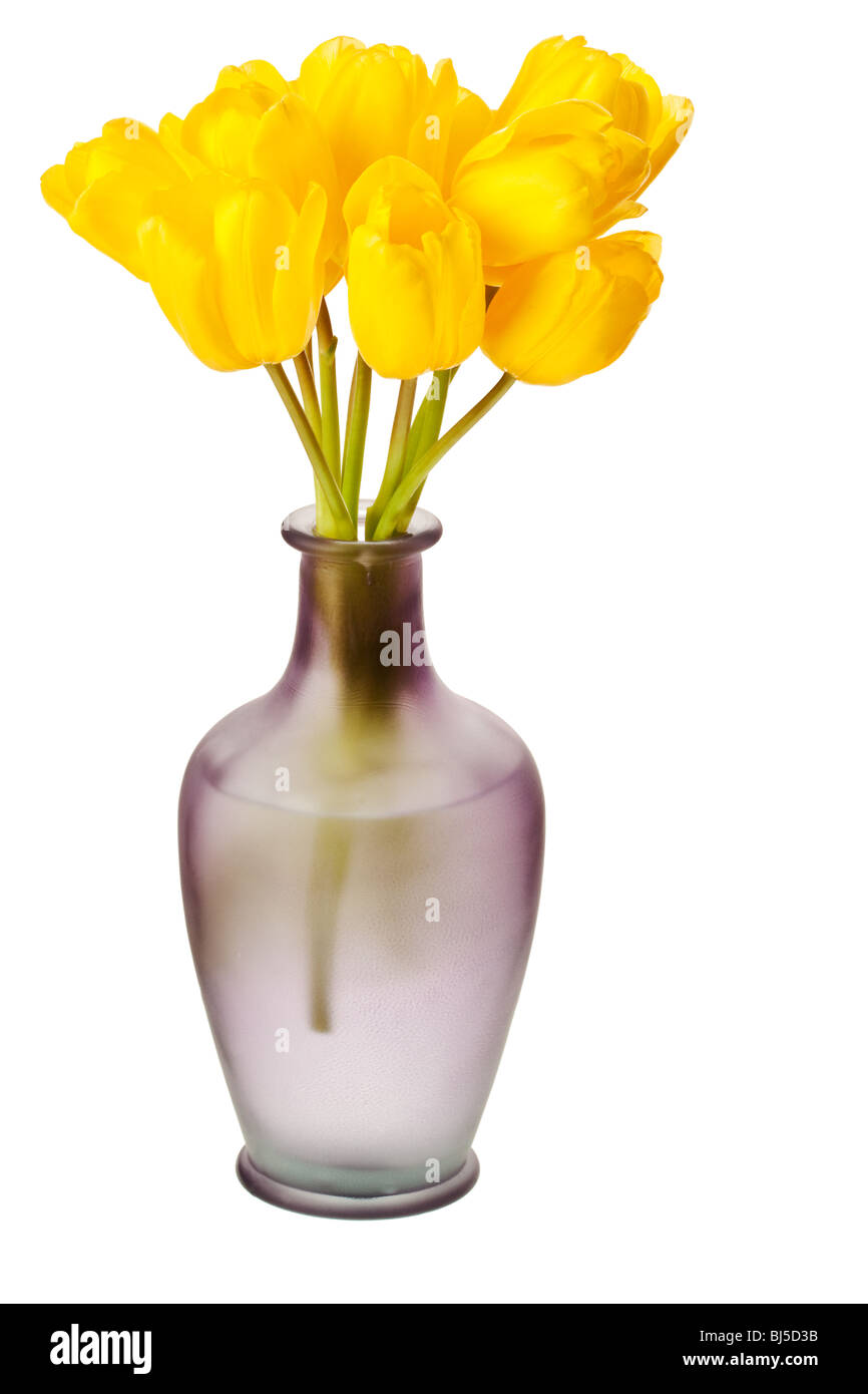 La molla tulipani isolato su un puro Sfondo bianco Foto Stock
