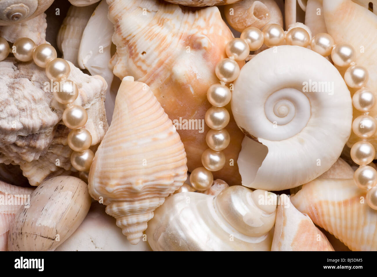 Seashell sfondo con vari tipi di conchiglie Foto Stock